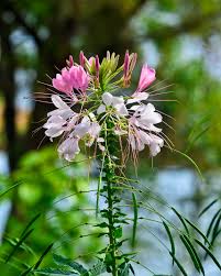 Pink White Cleome Flower Seeds - Heirloom Non GMO High Germination Organic Garden Planting