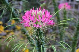 Pink Cleome Flower Seeds