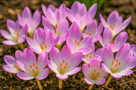 Pink Colchicum Flower Seeds for - Heirloom Non GMO Premium Garden Seeds for Planting, High Germination Outdoor Plants