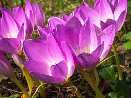 Pink Colchicum Flower Seeds