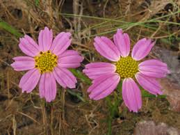Pink Coreopsis Flower Seeds for - Heirloom Non GMO Premium Garden Seeds for Planting, High Germination Outdoor Plants