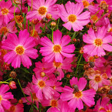 Pink Coreopsis Flower Seeds for - Heirloom Non GMO Premium Garden Seeds for Planting, High Germination Outdoor Plants