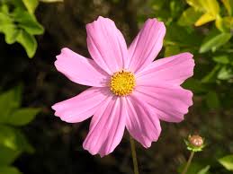 Pink Coreopsis Flower Seeds for - Heirloom Non GMO Premium Garden Seeds for Planting, High Germination Outdoor Plants