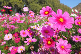 Pink Cosmos Flower Seeds