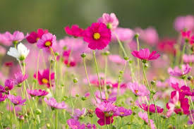 Pink Cosmos Flower Seeds - Heirloom Non GMO Garden Seeds for Planting, High Germination Quality