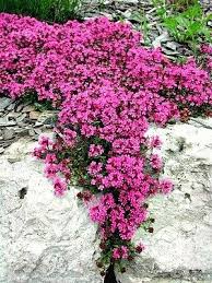 Pink Creeping Thyme Flower Seeds for Planting Heirloom Non-GMO High Germination Organic Garden Seeds Colorful Groundcover
