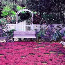 Pink Creeping Thyme Flower Seeds for Planting Heirloom Non-GMO High Germination Organic Garden Seeds Colorful Groun
