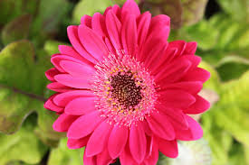 Pink Daisy Flower Seeds for - Heirloom Non GMO Premium Garden Seeds for Planting, High Germination Outdoor Plants