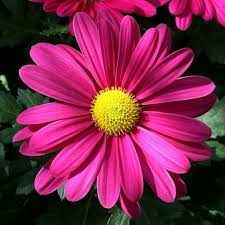 Pink Daisy Flower Seeds for - Heirloom Non GMO Premium Garden Seeds for Planting, High Germination Outdoor Plants
