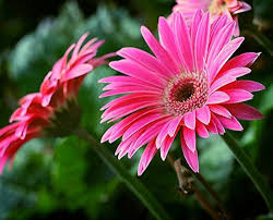 Pink Daisy Flower Seeds for - Heirloom Non GMO Premium Garden Seeds for Planting, High Germination Outdoor Plants
