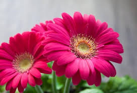 Pink Daisy Flower Seeds for - Heirloom Non GMO Premium Garden Seeds for Planting, High Germination Outdoor Plants