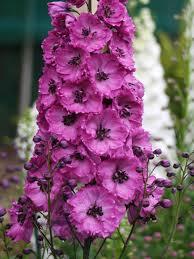 Pink Delphinium Flower Seeds for - Heirloom Non GMO Premium Garden Seeds for Planting, High Germination Outdoor Plants
