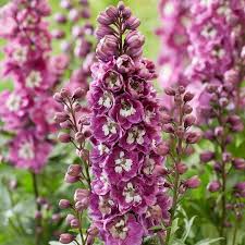 Pink Delphinium Flower Seeds for - Heirloom Non GMO Premium Garden Seeds for Planting, High Germination Outdoor Plants