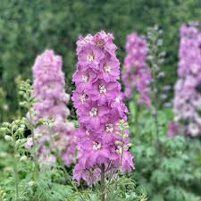 Pink Delphinium Flower Seeds