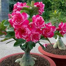 Pink Desert Rose Flower Seeds for Planting Heirloom Non-GMO High Germination Organic Garden Seeds Colorful Landscape
