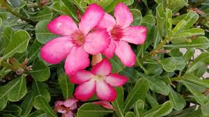 Pink Desert Rose Flower Seeds - Heirloom Non GMO Premium Garden Seeds for Planting, High Germination Outdoor Plants