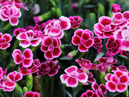 Pink Dianthus caryophyllus Flower Seeds - Heirloom Non GMO Garden Seeds for Planting, High Germination Quality