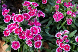 Pink Dianthus caryophyllus Flower Seeds