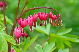 Pink Dicentra Spectabilis Flower Seeds - Heirloom Non GMO Premium Garden Seeds for Planting, High Germination Outdoor Pl