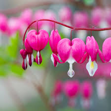 Pink Dicentra Spectabilis Flower Seeds - Heirloom Non GMO Premium Garden Seeds for Planting, High Germination Outdoor Pl