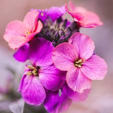 Pink Erysimum Flower Pink Erysimum - Heirloom Non GMO Premium Garden Seeds for Planting, High Germination Outdoor Plants