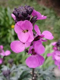Pink Erysimum Flower Pink Erysimum - Heirloom Non GMO Premium Garden Seeds for Planting, High Germination Outdoor Plants