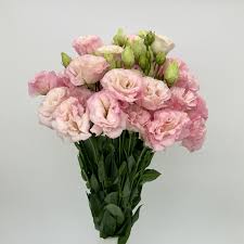 Pink Estoma Flower Seeds