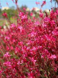 Pink Gaura Lindheimeri Flower Seeds