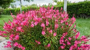 Pink Gaura Lindheimeri Flower Seeds - Heirloom Non GMO Premium Garden Seeds for Planting, High Germination Outdoor Plant