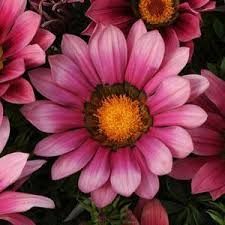 Pink Gazania Flower Seeds