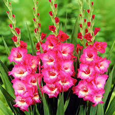 Pink Gladiolus Flower Seeds