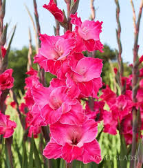 Pink Gladiolus Flower Seeds for - Heirloom Non GMO Premium Garden Seeds for Planting, High Germination Outdoor Plants