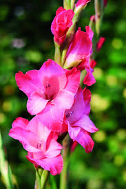 Pink Gladiolus Flowers for Planting Heirloom Non-GMO High Germination Organic Garden Backyard Beauty Flower Seeds - He