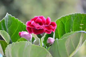 Pink Gloxinia Flower Seeds