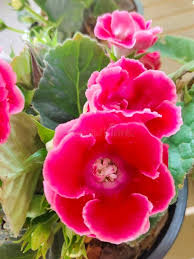 Pink Gloxinia Flower Seeds Heirloom Non - Heirloom Non GMO High Germination Flower Seeds for Organic Home Garden Plantin