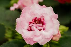 Pink Gloxinia Flower Seeds