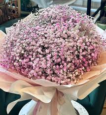 Pink Gypsophila Flower Seeds Rare - Heirloom Non GMO Premium Garden Seeds for Planting, High Germination Outdoor Plants