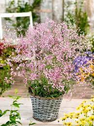 Pink Gypsophila Flower Seeds Rare - Heirloom Non GMO Premium Garden Seeds for Planting, High Germination Outdoor Plants