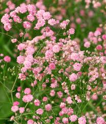Pink Gypsophila Flower Seeds Rare - Heirloom Non GMO Premium Garden Seeds for Planting, High Germination Outdoor Plants