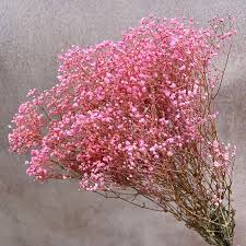 Pink Gypsophila Flower Seeds