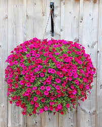 Pink Hanging Petunia Flower Seeds - Heirloom Non GMO Premium Garden Seeds for Planting, High Germination Outdoor Plants