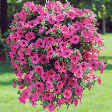 Pink Hanging Petunia Flower Seeds - Heirloom Non GMO Premium Garden Seeds for Planting, High Germination Outdoor Plants