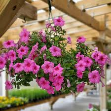 Pink Hanging Petunia Flower Seeds