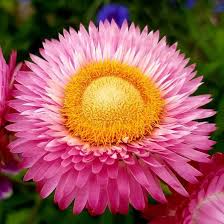 Pink Helichrysum Flower Seeds