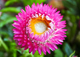 Pink Helichrysum Flower Seeds Exotic - Heirloom Non GMO Premium Garden Seeds for Planting, High Germination Outdoor Plan