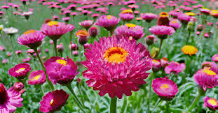 Pink Helichrysum Flower Seeds Exotic - Heirloom Non GMO Premium Garden Seeds for Planting, High Germination Outdoor Plan
