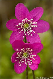 Pink Hepatica Flower Seeds