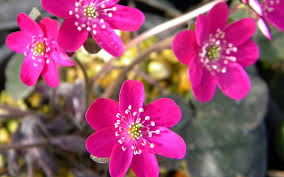 Pink Hepatica Flower Seeds Easy - Heirloom Non GMO Premium Garden Seeds for Planting, High Germination Outdoor Plants
