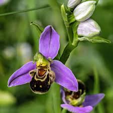 Pink Ophrys Apifera Flower Seeds