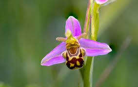 Pink Ophrys Apifera Flower Seeds - Heirloom Non GMO Premium Garden Seeds for Planting, High Germination Outdoor Plants